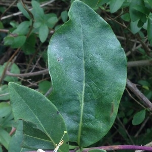 Photographie n°250458 du taxon Lonicera periclymenum L. [1753]