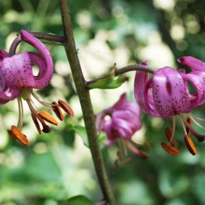 Photographie n°250467 du taxon Lilium martagon L.