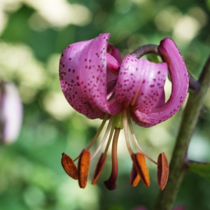 Photographie n°250469 du taxon Lilium martagon L.