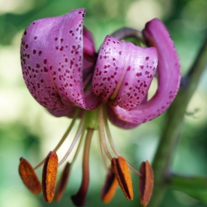 Photographie n°250470 du taxon Lilium martagon L.