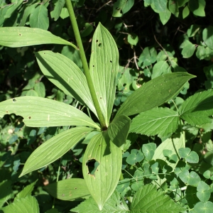 Photographie n°250471 du taxon Lilium martagon L.