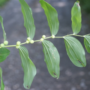 Photographie n°250475 du taxon Polygonatum multiflorum (L.) All. [1785]