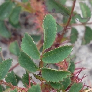 Photographie n°250490 du taxon Rosa pimpinellifolia L. [1759]