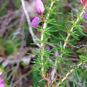 Photographie n°250492 du taxon Erica cinerea L. [1753]