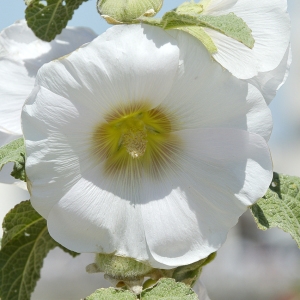 Photographie n°250517 du taxon Alcea rosea L. [1753]
