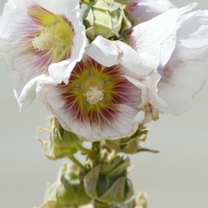 Photographie n°250518 du taxon Alcea rosea L. [1753]
