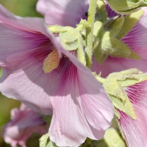 Photographie n°250519 du taxon Alcea rosea L. [1753]