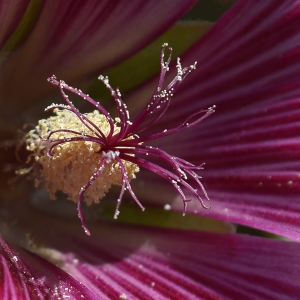 Photographie n°250521 du taxon Alcea rosea L. [1753]