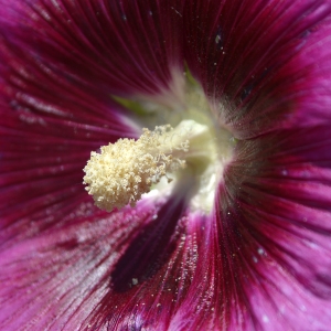 Photographie n°250522 du taxon Alcea rosea L. [1753]