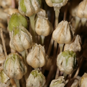 Photographie n°250565 du taxon Allium polyanthum Schult. & Schult.f. [1830]