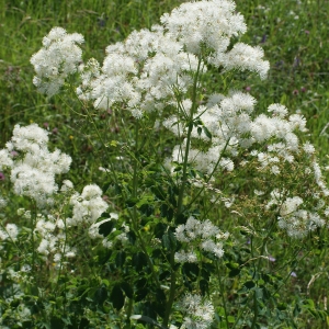 Photographie n°250586 du taxon Thalictrum aquilegiifolium L. [1753]