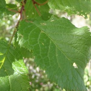 Photographie n°250591 du taxon Prunus brigantina Vill. [1786]