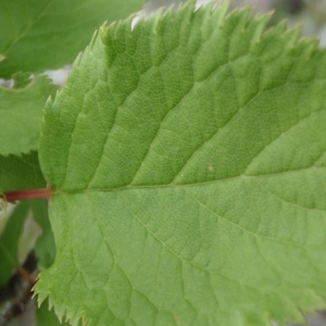 Photographie n°250596 du taxon Prunus brigantina Vill. [1786]