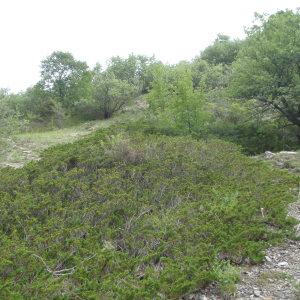 Photographie n°250601 du taxon Prunus brigantina Vill. [1786]