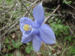 Genevieve Botti, le 11 juillet 2014 (Barcelonnette (gorges du Bachelard))