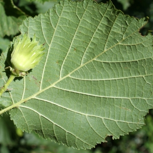 Photographie n°250628 du taxon Corylus avellana L. [1753]