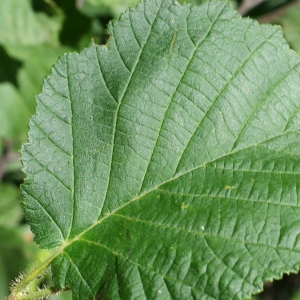 Photographie n°250629 du taxon Corylus avellana L. [1753]