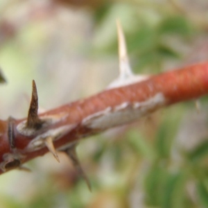 Photographie n°250630 du taxon Rosa spinosissima L. [1753]