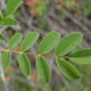 Photographie n°250633 du taxon Rosa spinosissima L. [1753]