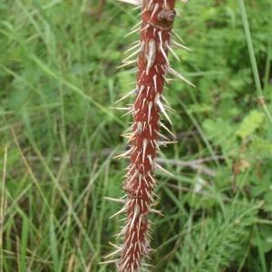 Photographie n°250639 du taxon Rosa spinosissima L. [1753]