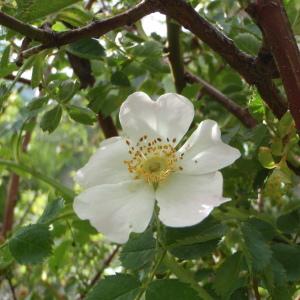 Rosa glauca subsp. montana (Chaix) E.P.Perrier (Églantier des montagnes)