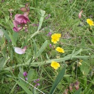 Photographie n°250646 du taxon Lathyrus sylvestris L. [1753]