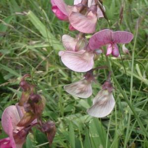 Photographie n°250647 du taxon Lathyrus sylvestris L. [1753]