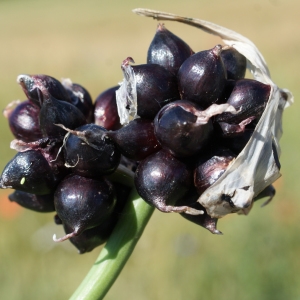 Photographie n°250650 du taxon Allium scorodoprasum L. [1753]