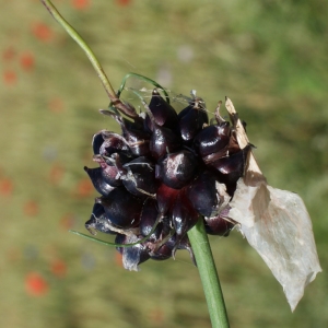 Photographie n°250652 du taxon Allium scorodoprasum L. [1753]