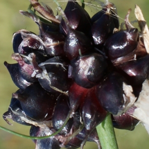 Photographie n°250653 du taxon Allium scorodoprasum L. [1753]