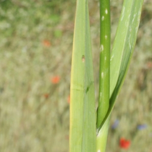 Photographie n°250655 du taxon Allium scorodoprasum L. [1753]