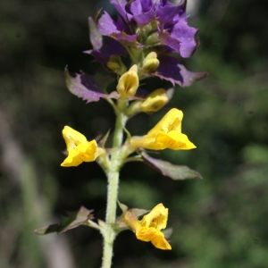 Photographie n°250662 du taxon Melampyrum nemorosum L. [1753]