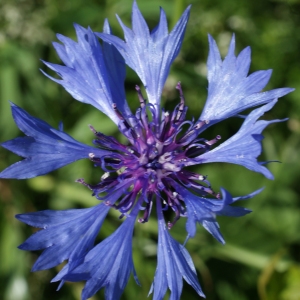 Centaurea hortorum Pau (Bleuet)