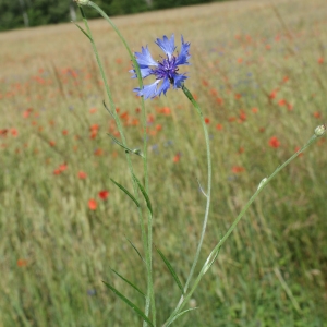 Photographie n°250666 du taxon Cyanus segetum Hill [1762]