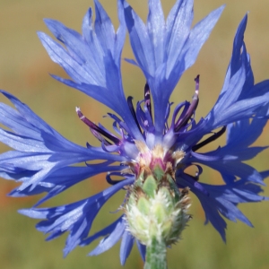 Photographie n°250668 du taxon Cyanus segetum Hill [1762]