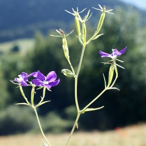 Photographie n°250676 du taxon Legousia speculum-veneris (L.) Chaix [1785]