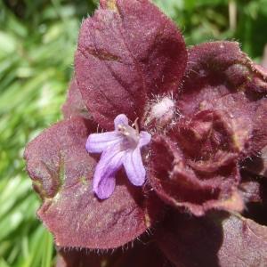 Photographie n°250693 du taxon Ajuga pyramidalis L. [1753]