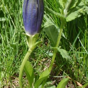 Photographie n°250696 du taxon Gentiana acaulis L. [1753]