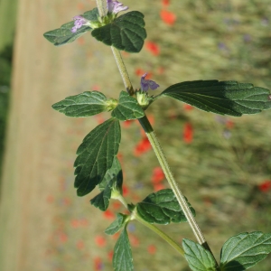 Photographie n°250700 du taxon Galeopsis ladanum L. [1753]