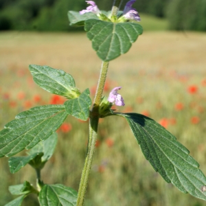 Photographie n°250702 du taxon Galeopsis ladanum L. [1753]