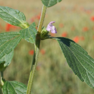 Photographie n°250703 du taxon Galeopsis ladanum L. [1753]