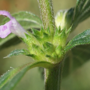 Photographie n°250705 du taxon Galeopsis ladanum L. [1753]