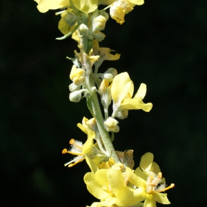 Photographie n°250710 du taxon Verbascum lychnitis L. [1753]