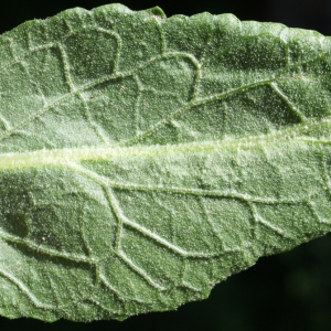 Photographie n°250717 du taxon Verbascum lychnitis L. [1753]