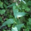  Liliane Roubaudi - Campanula rapunculoides L. [1753]