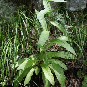 Photographie n°250735 du taxon Digitalis grandiflora Mill. [1768]