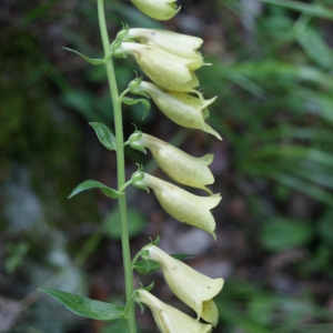 Photographie n°250737 du taxon Digitalis grandiflora Mill. [1768]