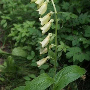 Photographie n°250738 du taxon Digitalis grandiflora Mill. [1768]