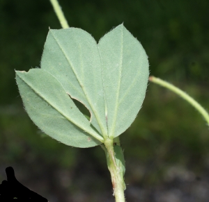 Liliane Roubaudi, le  6 juillet 2014 (Pompiery)