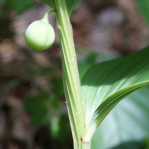 Photographie n°250752 du taxon Polygonatum odoratum (Mill.) Druce [1906]